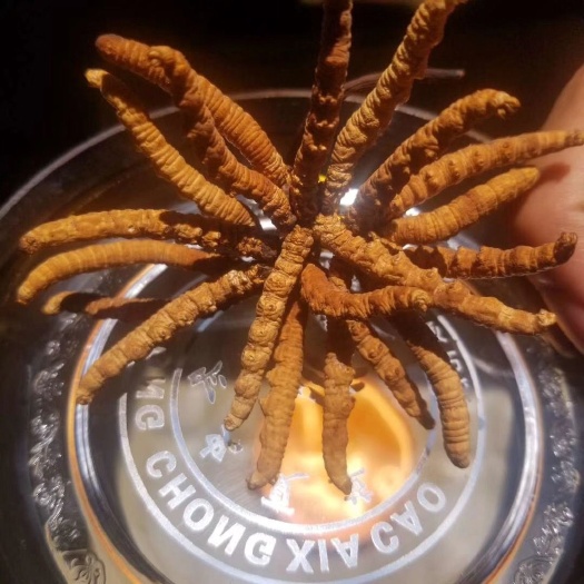 江门冬虫夏草 