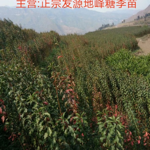 镇宁县蜂糖李树苗 正宗发源地蜂糖李苗，纯度保证