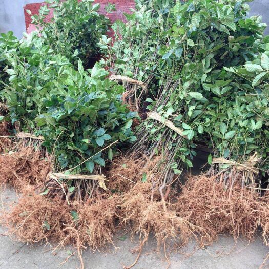 樟树市吴茱萸苗 