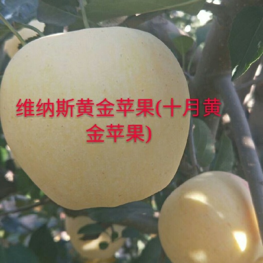 遵化市维纳斯黄金苹果苗 维纳斯黄金苹果