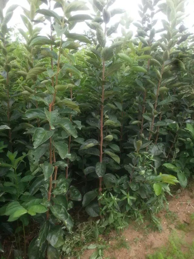 日本次郎甜柿苗