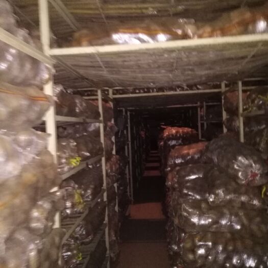 保定荷兰15号土豆 3两以上 