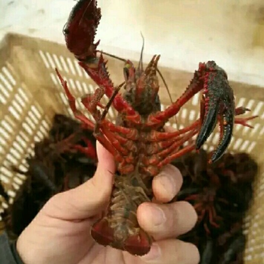 南京清水小龙虾 4-6钱 人工养殖 