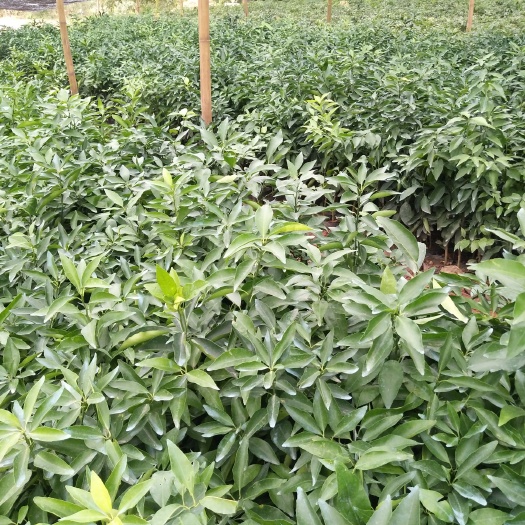 沃柑苗 嫁接苗 0.5~1米 