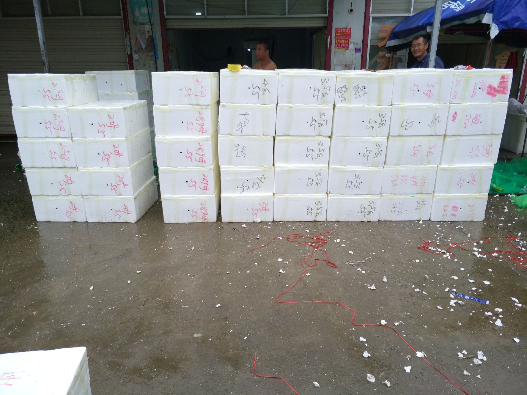 兴化螃蟹 1.85两 母蟹 