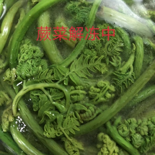 新宾县野生蕨菜 鲜货 