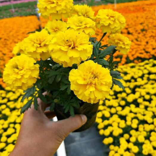 佛山孔雀草菊花苗 