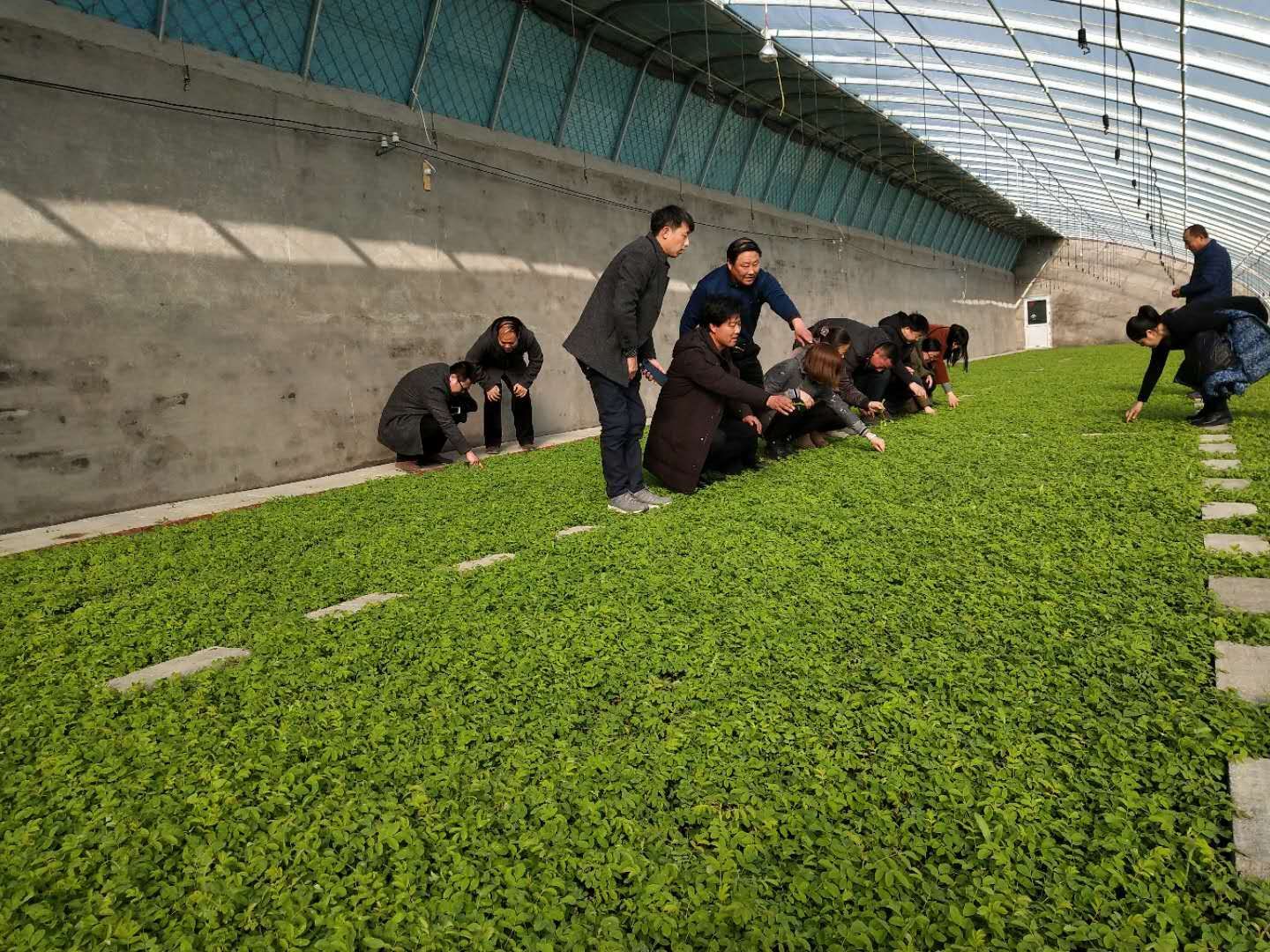 食用玫瑰 