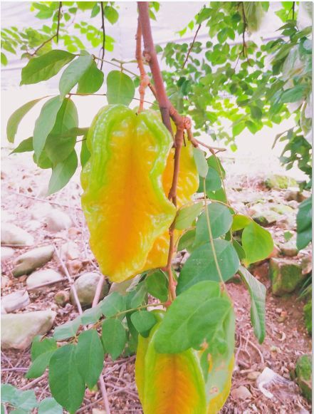 南靖县红心芭乐 150-200克