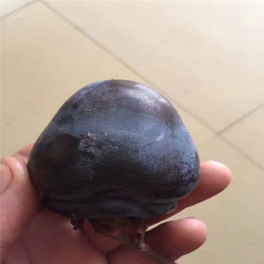 泰安黑柿苗 