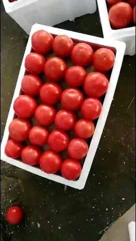 山东泰安德兴隆农业优质硬粉番茄 通货 弧三以上 硬粉