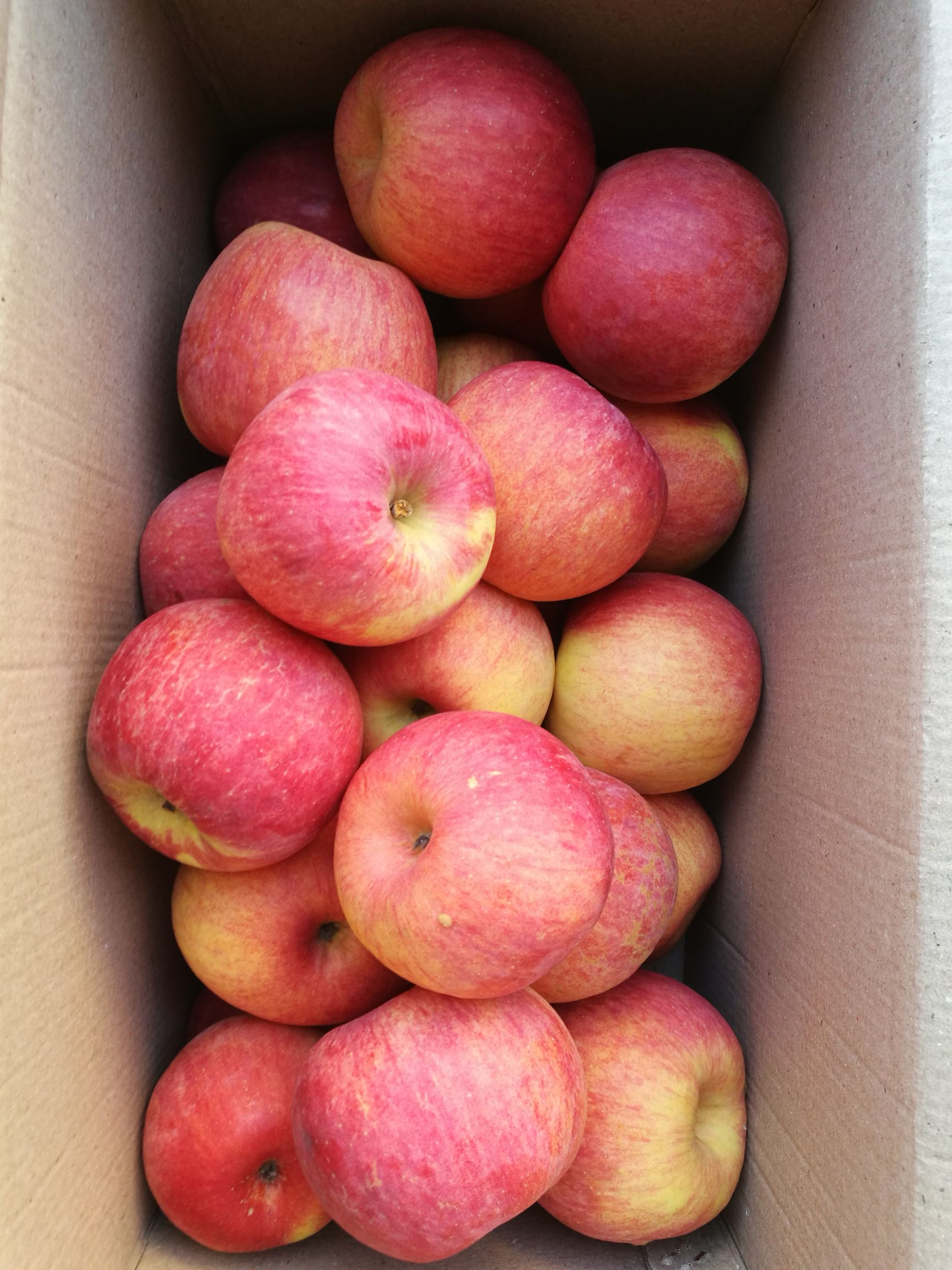 寒富苹果 75mm以上 片红 纸袋