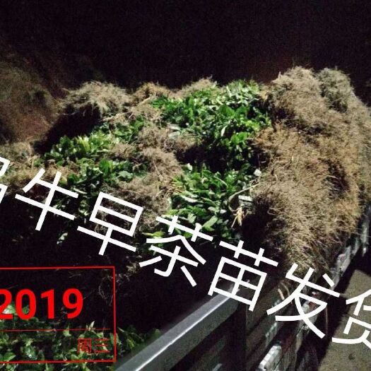 三江县绿茶树苗 嫁接苗 0.5米以下 