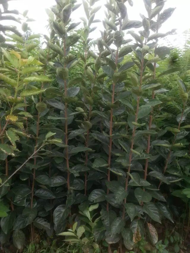 日本次郎甜柿苗