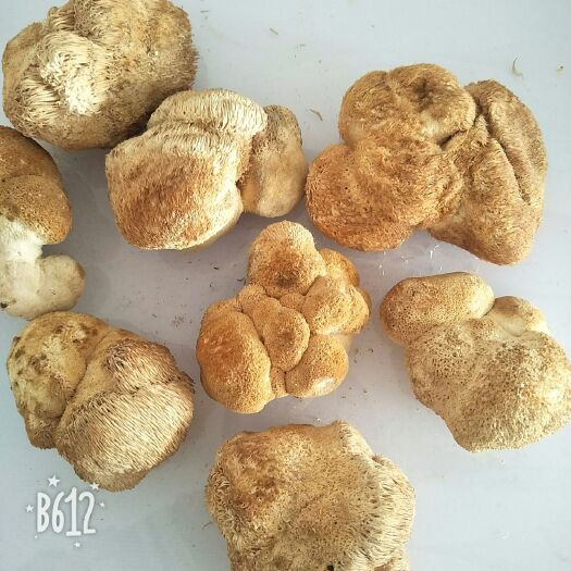 靖宇县东北猴头蘑 6cm以上 干猴头菇 
