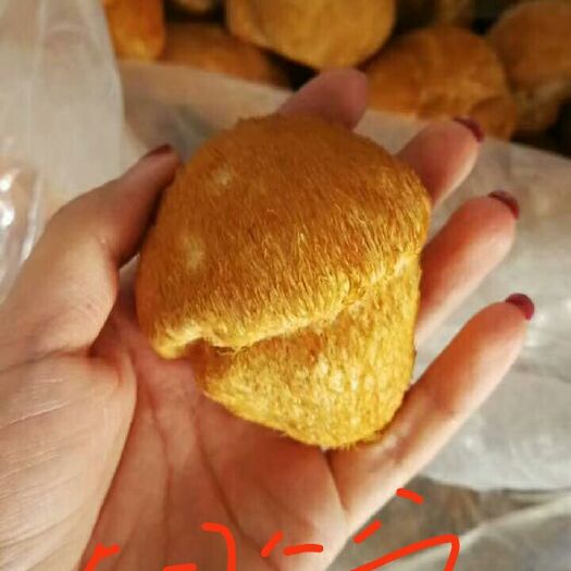 海林市东北猴头蘑 3cm~6cm 干猴头菇 