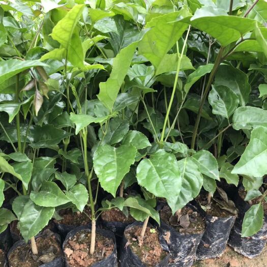 佛山绿宝树 绿宝袋苗常绿观叶植物