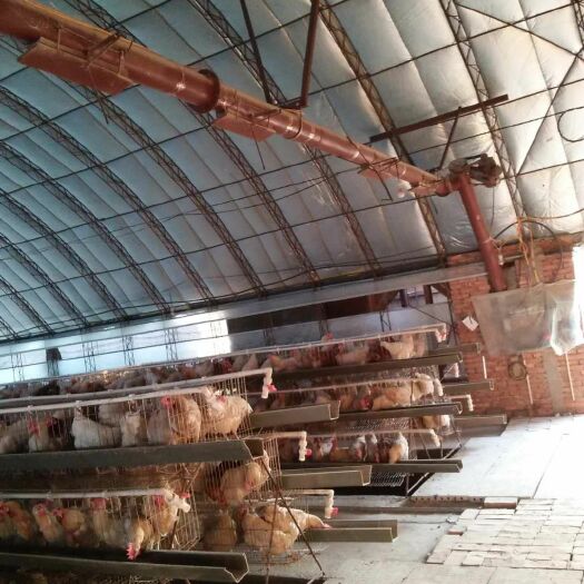辛集市养殖大棚  养殖鸡猪大棚专业建造