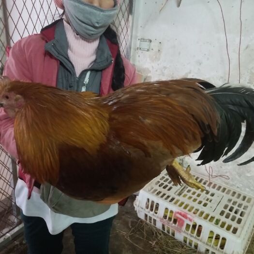 南宁土鸡 5-6斤 统货 