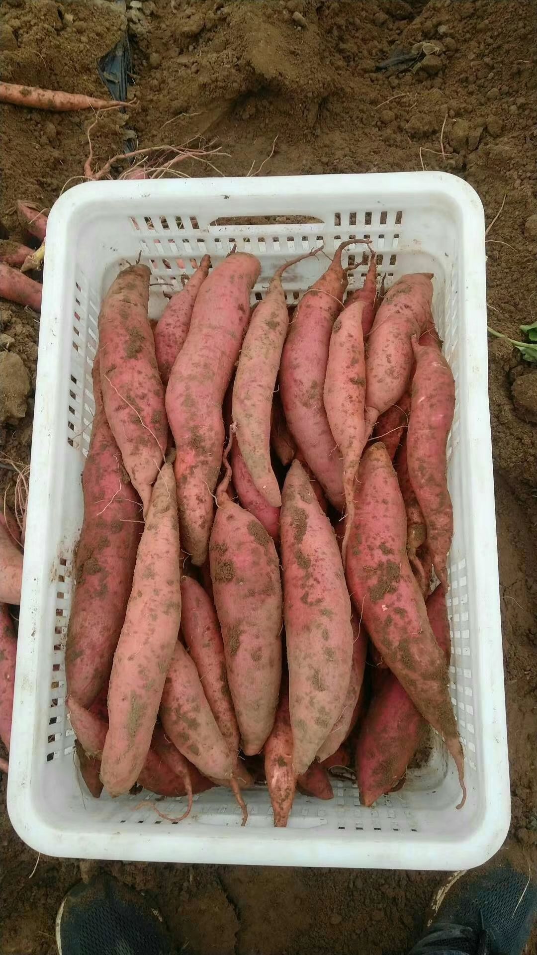 富硒红薯 6两~1斤 红皮 