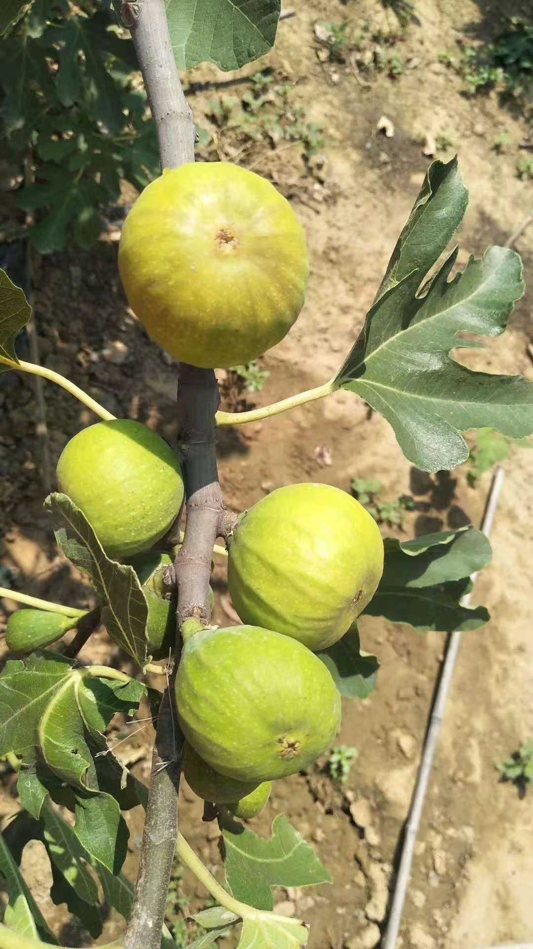 平邑县布兰瑞克 