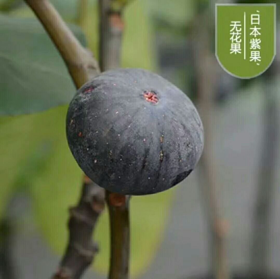 青皮無花果樹苗 