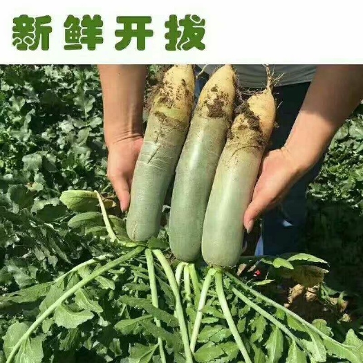 潍坊潍县萝卜  现拔一级货 正宗潍县萝青茬 不糠不辣论斤论包都可以，随时看货