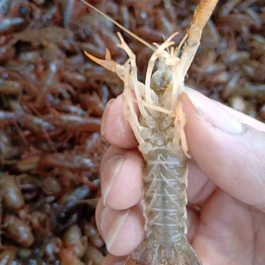 沭阳县青虾苗 