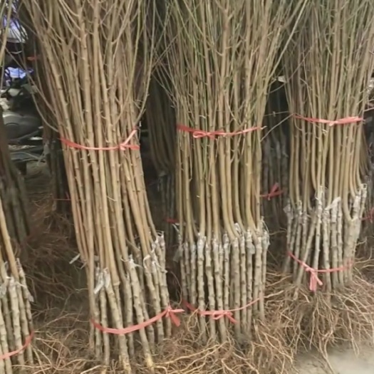 平邑县秋红桃苗 0.5米以下