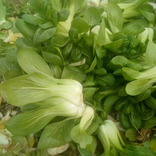 邯郸大油菜 4~5两 