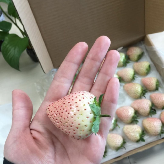 元氏县小白草莓 20克以上 