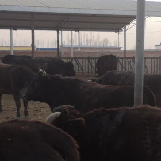 杭锦后旗和牛 600-800斤 母牛 