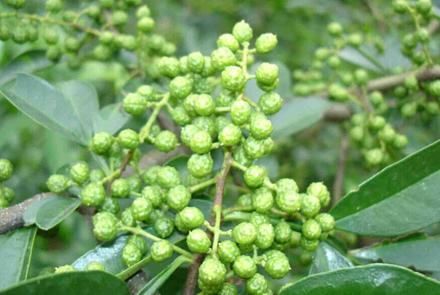 合江县九叶青花椒 特级 干花椒 