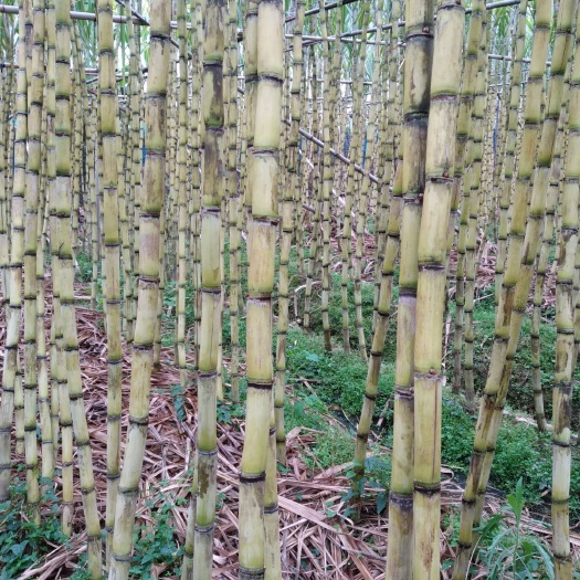 广州黄皮果蔗 2.5 - 3m 5 - 6cm 