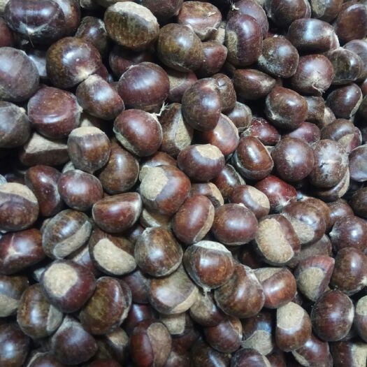 临沂泰山板栗  泰安栗子皮薄肉厚口感好支持线上交易，全国可发物流方便快捷