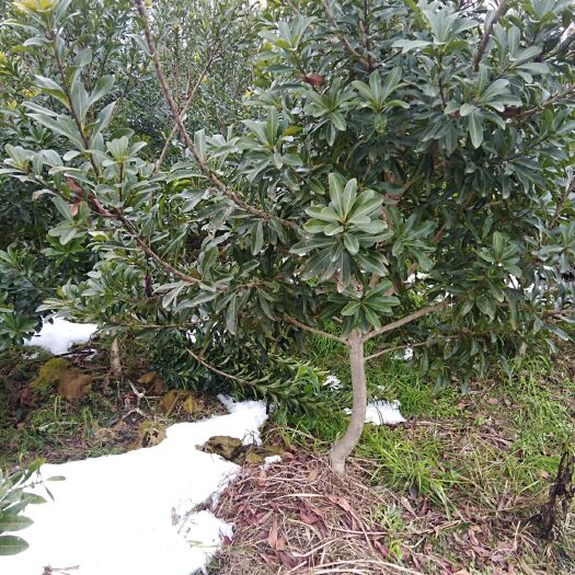 靖州县东魁杨梅树苗 黑炭杨梅苗一到二年的
