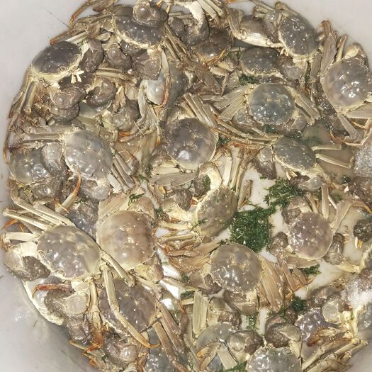 太仓市大闸蟹苗 
