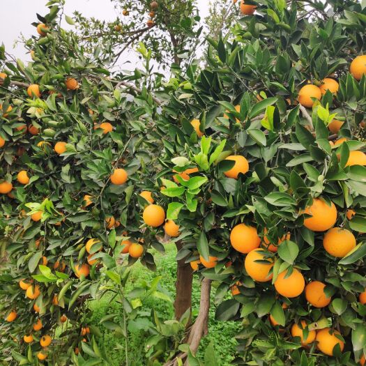 芷江县冰糖橙 60 - 65mm 4-8两 