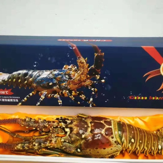 东港市澳洲龙虾  2-4斤/只 
