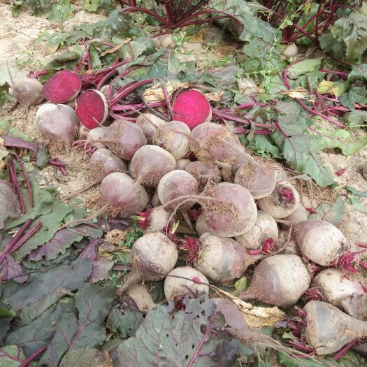 甜菜根 6两以上，个头均匀，无虫眼。