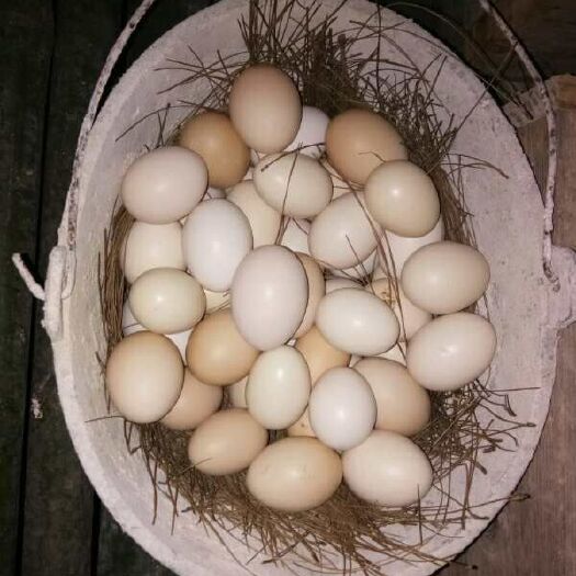 梧州土鸡蛋 食用 简包装 