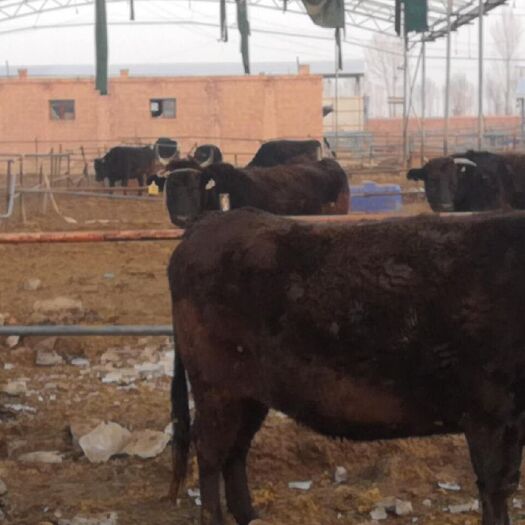 杭锦后旗和牛 1000斤以上 母牛 