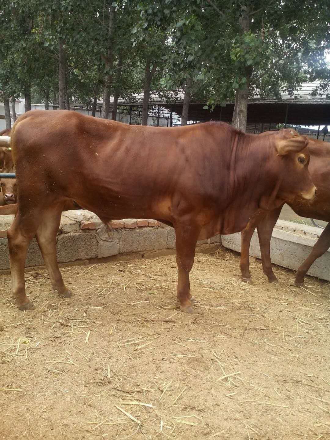 鲁西黄牛 200斤以下 公牛