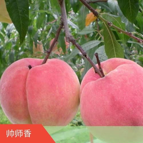 平邑县帅师香桃苗 1.5~2.0米 