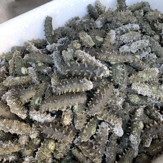 大连海参 顶火半干海参头数齐全