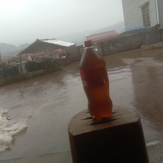 武冈市自榨纯菜籽油 