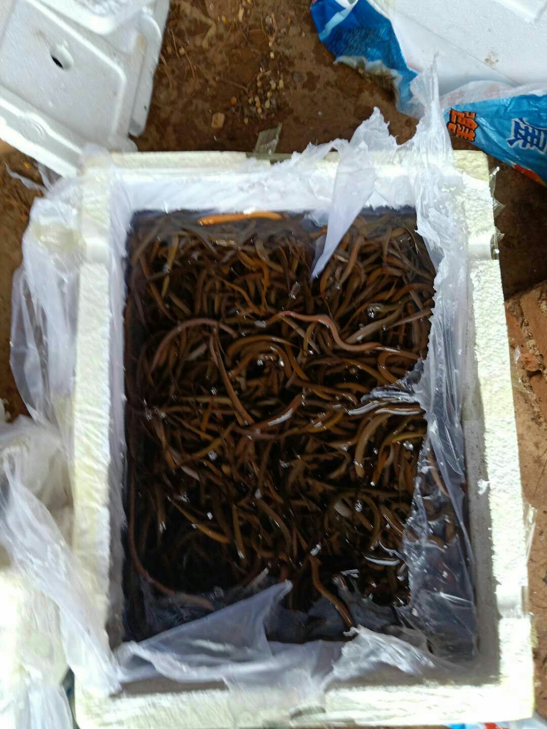 黄鳝苗，各种规格黄鳝苗，提供养殖技术服务，量大可以免费送货。