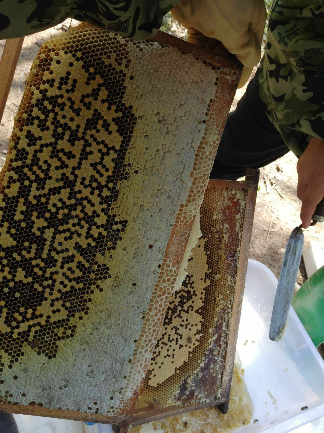 土蜂蜜 塑料瓶装 2年 80%以上 