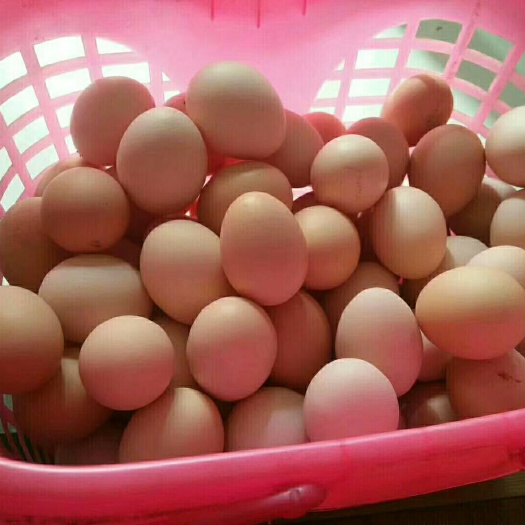 闽侯县土鸡蛋 食用 散装