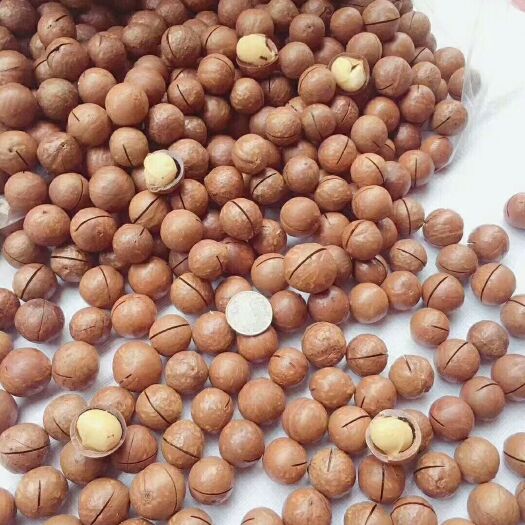 广州夏威夷果 12-18个月 散装 